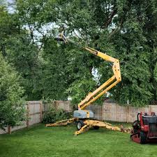 Best Tree Disease Treatment  in Greenville, VA