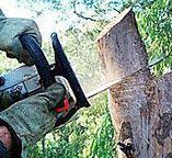 Best Arborist Consultation Services  in Greenville, VA