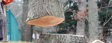 Best Emergency Tree Removal  in Greenville, VA