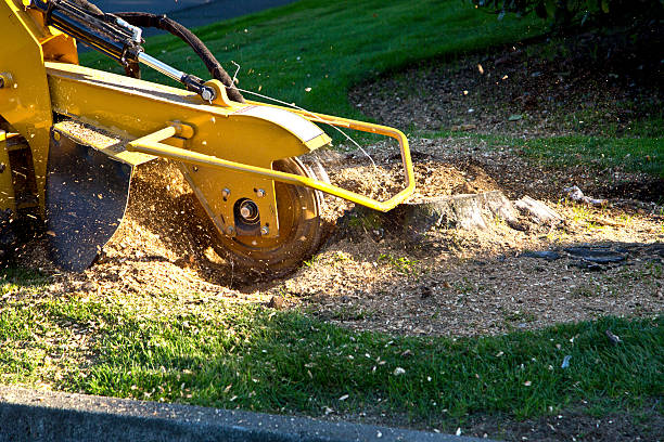 Best Tree Trimming and Pruning  in Greenville, VA