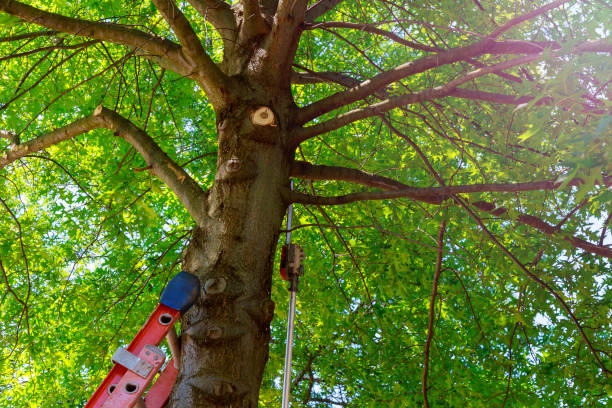 Best Leaf Removal  in Greenville, VA